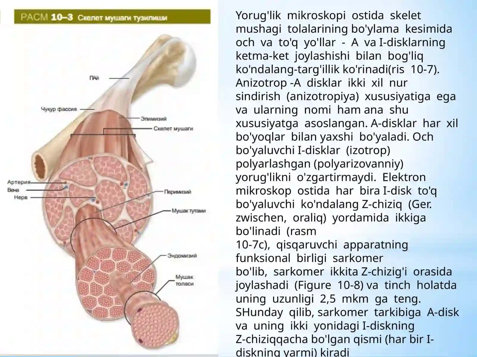 MUSHAK QISQARISH MEXANIZMINING MORFOLOGIK ASOSLARI 4