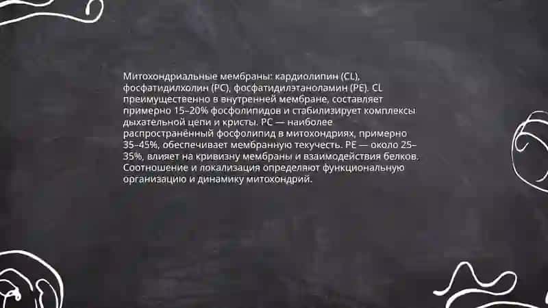 Строение мембран митохондрии 4