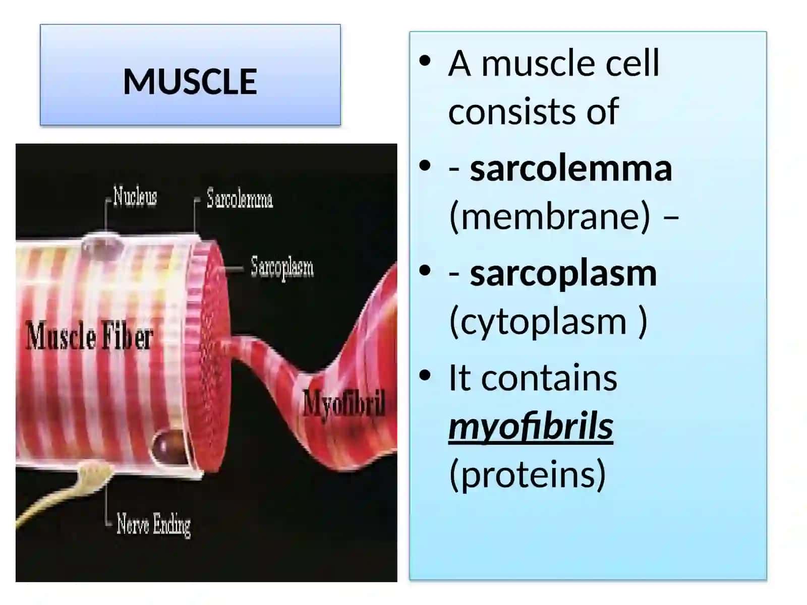 Human muscular system 4