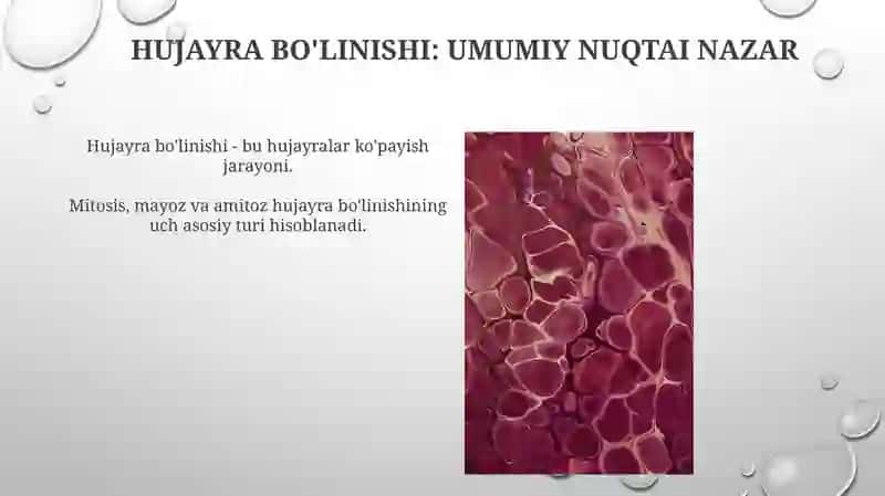 Mitosis, Meiosis, va Amitoz 4