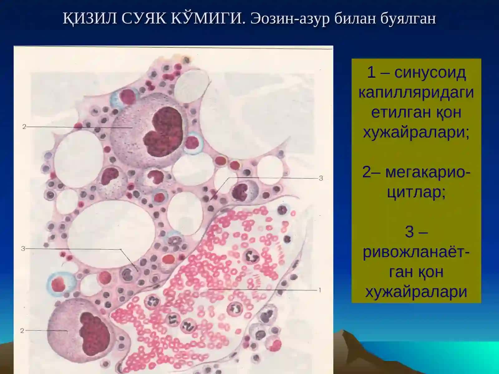 Гистология кафедраси 4