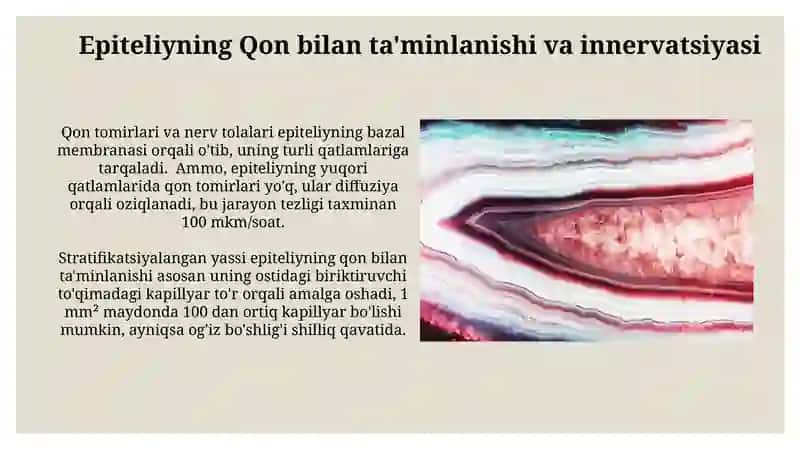 Yassi epitiliyning tuzilishi 4