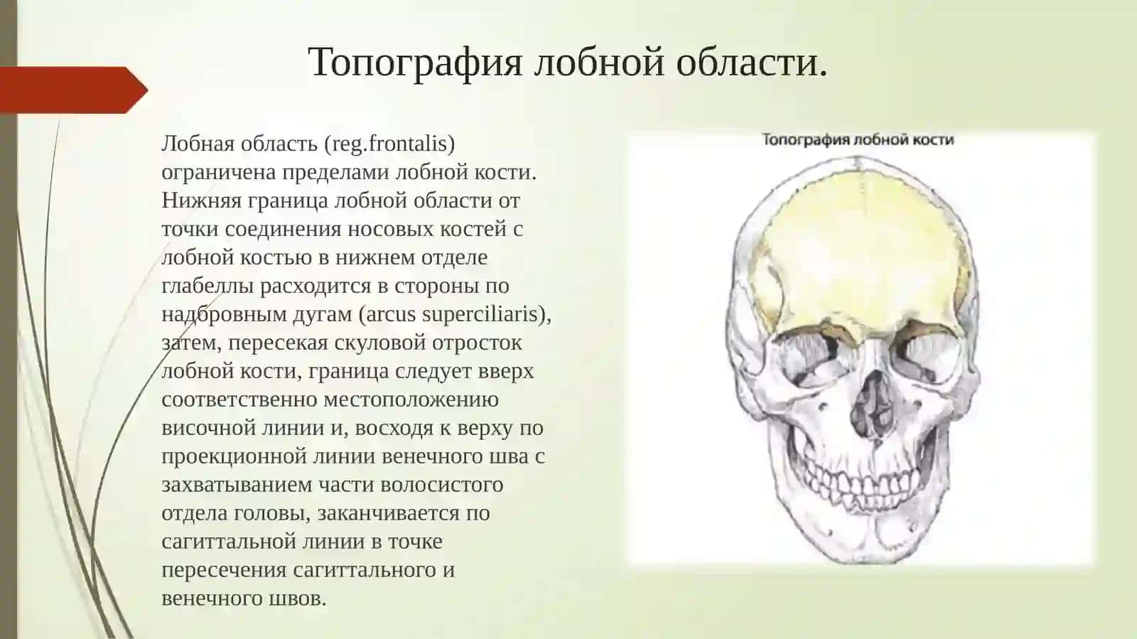 Топографическая анатомия головы 4