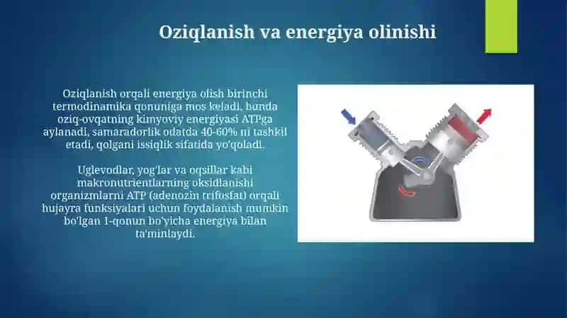 Energetika va Metabolizm 4