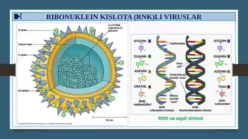 RNK Saqlovchi viruslar 4