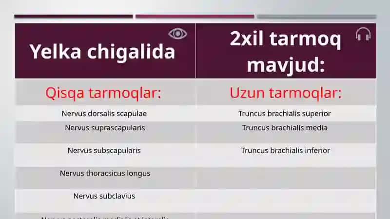Yelka chigali anatomiyasi 4