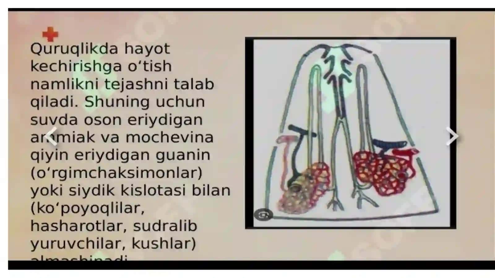 Ko'p tarmoqli tibbiyot texnikumi 4
