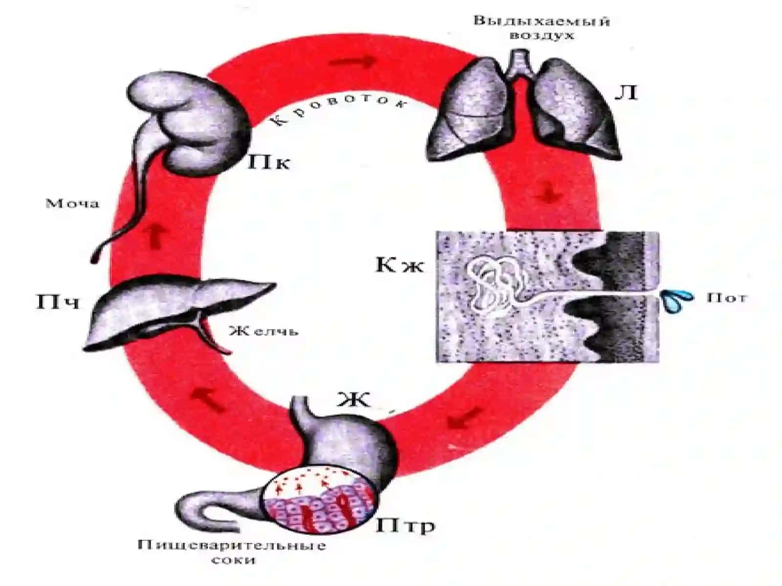 Организмнинг экссекретор функциялари 4