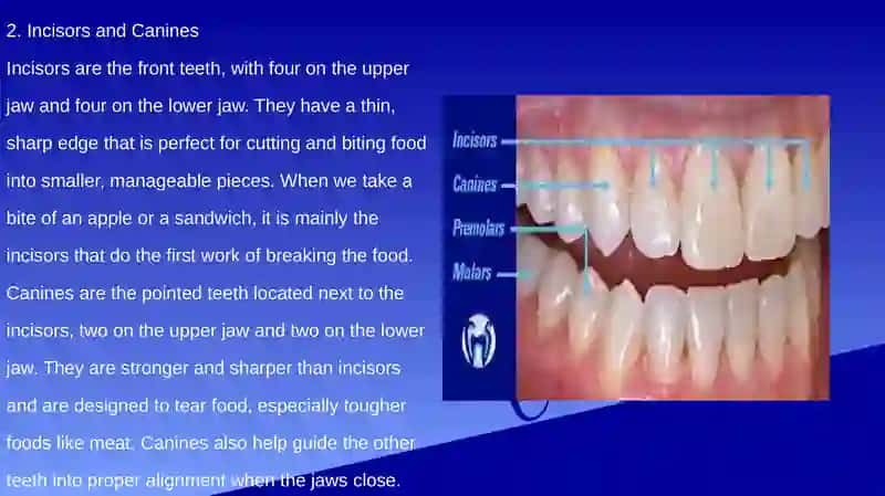 Types of Teeth 4