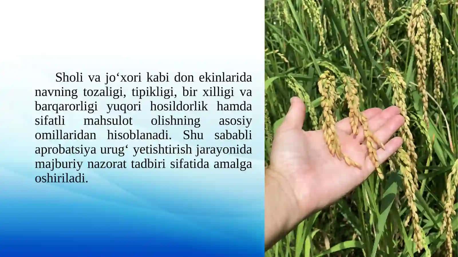 Sholivajo‘xorida aprobatsiya o‘tkazish 4
