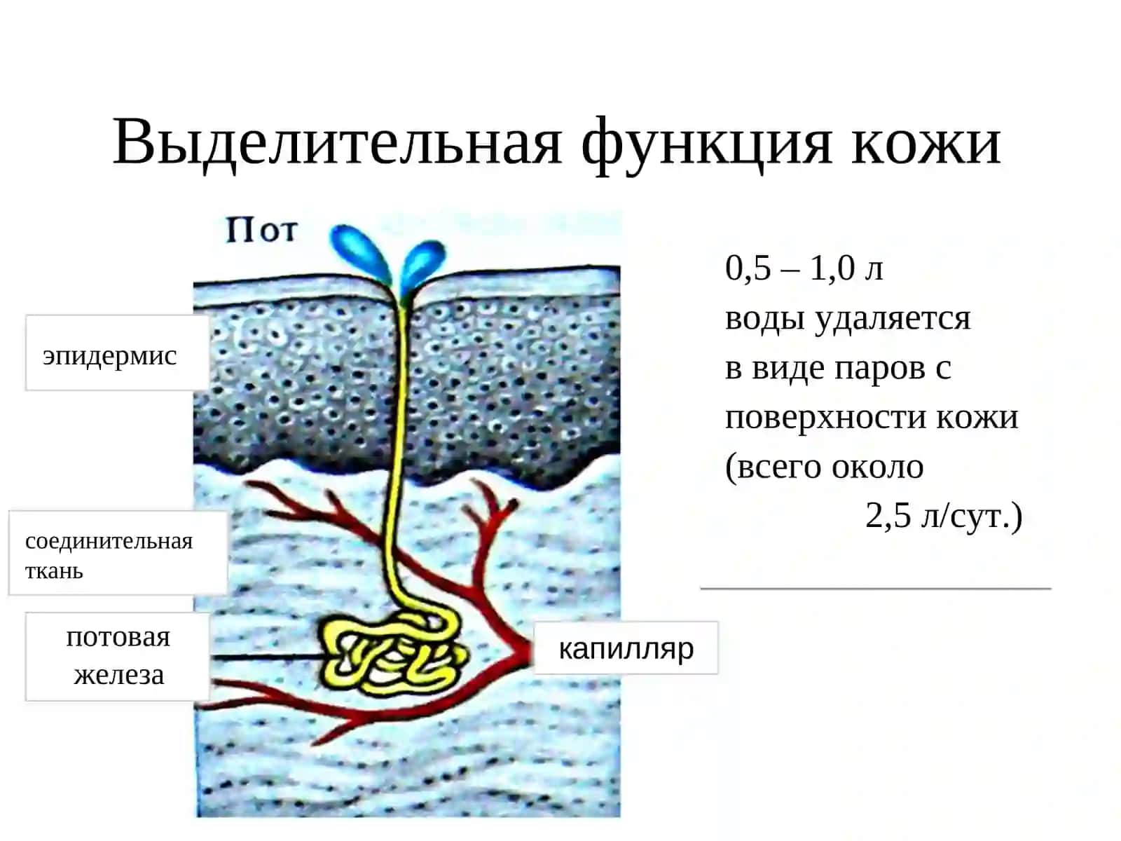 ФИЗИОЛОГИЯ ВЫДЕЛЕНИЯ 4