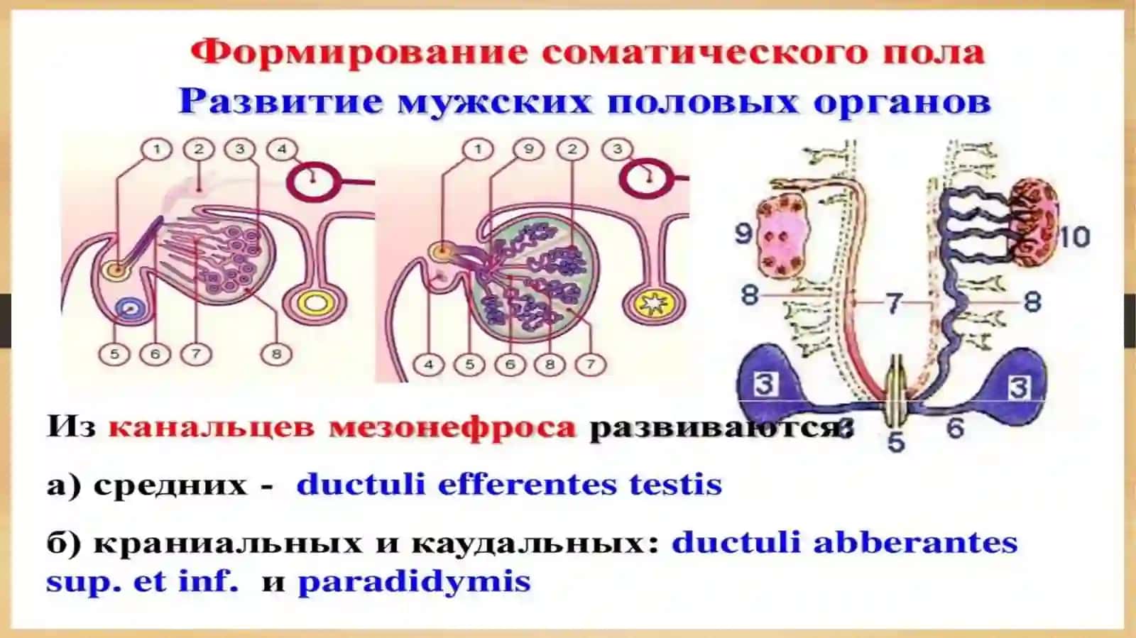 Erkaklar jinsiy sistemasi 4