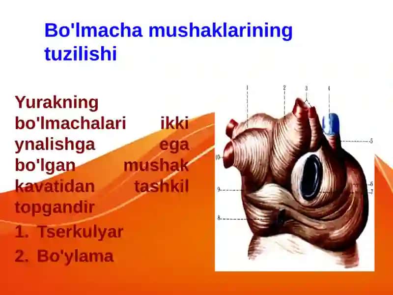 Yurakning Fiziologik Hususiyatlari 4
