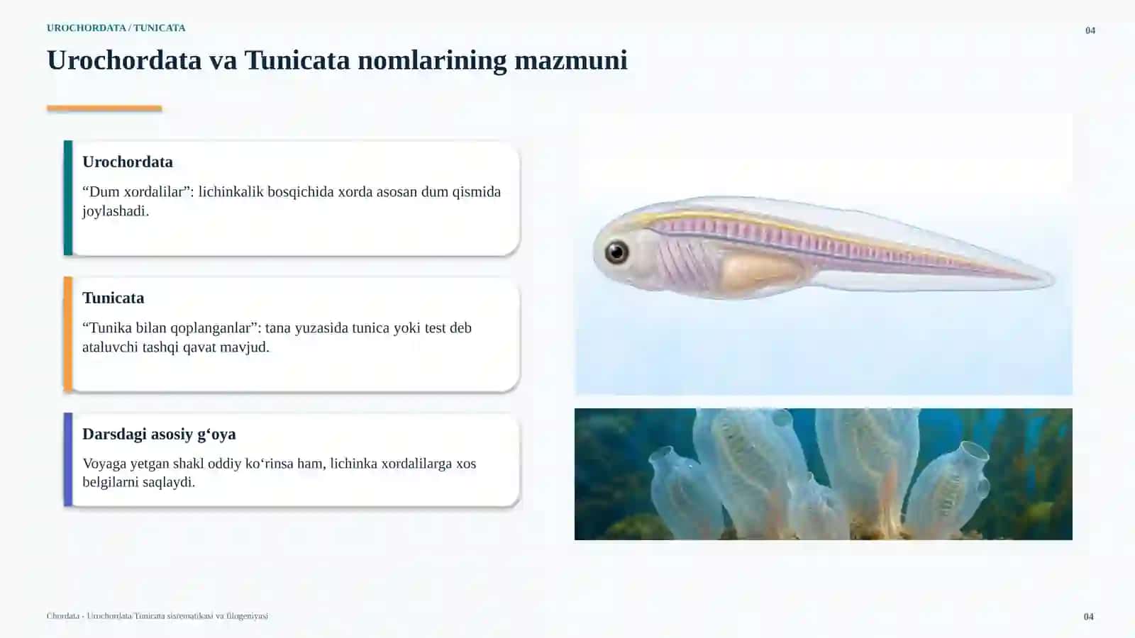 UROCHORDATA / TUNICATA 4