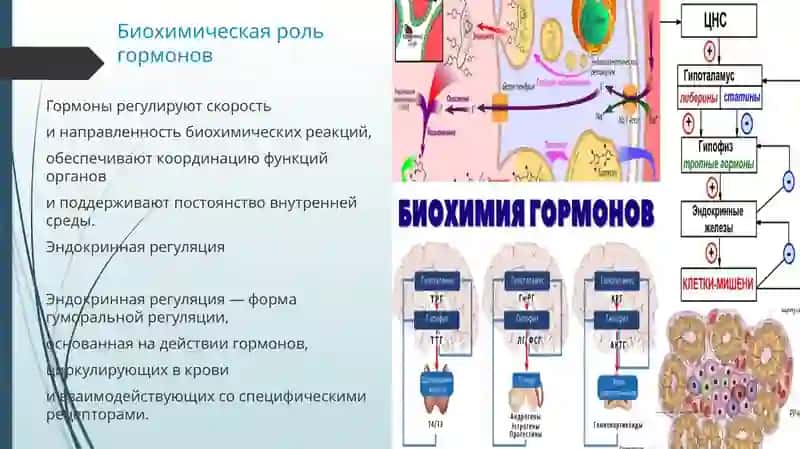 Гормоны, их классификация и функции 4