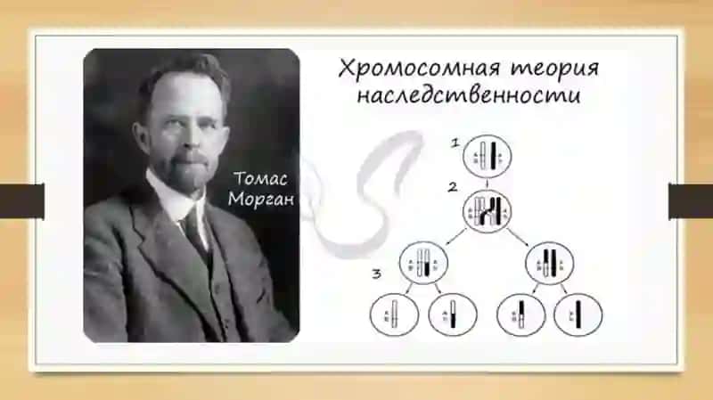 Основные закономерности сцепленного наследования 4