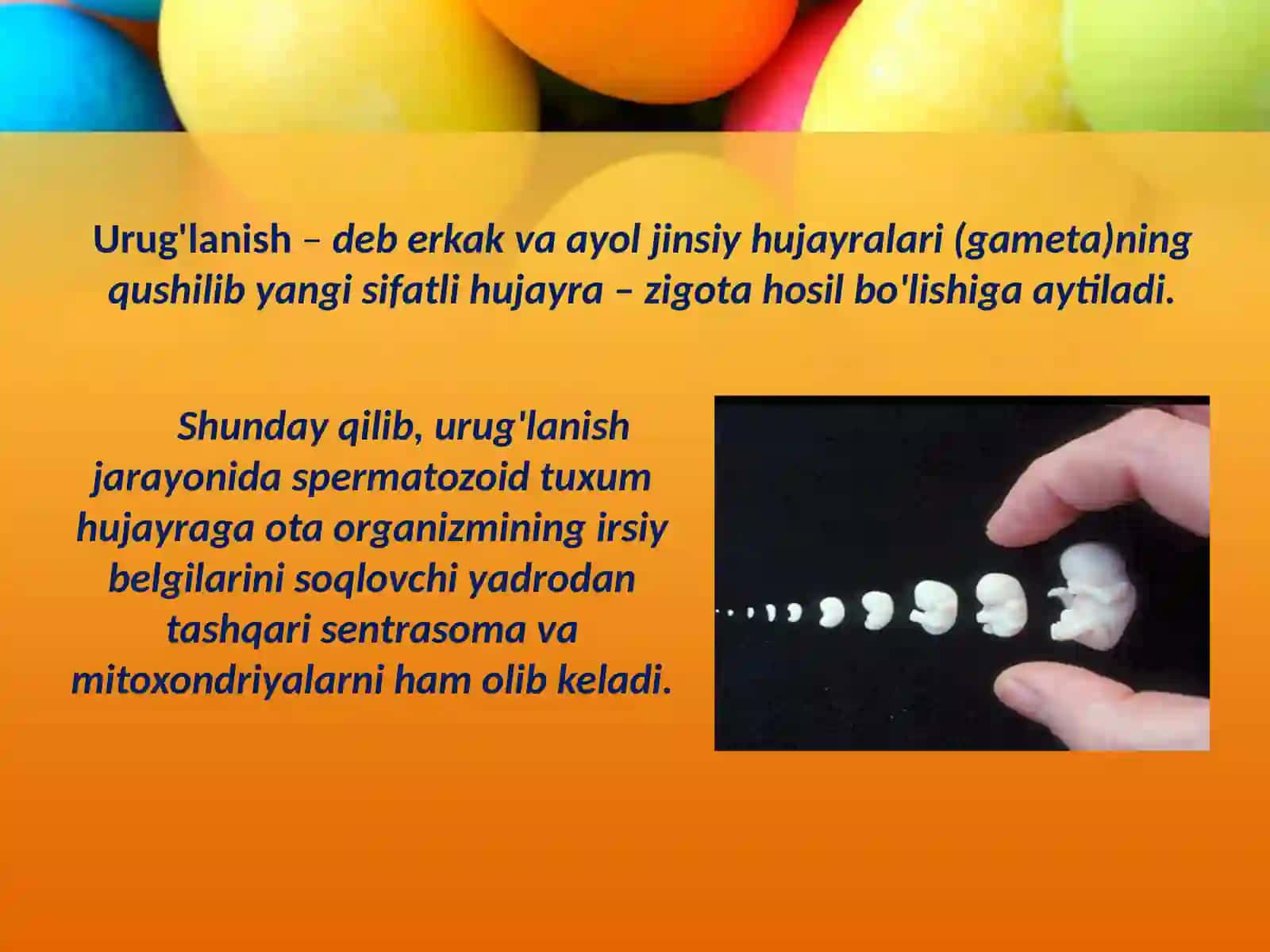 Embrional rivojlanishning umumiy qonuniyatlari 4