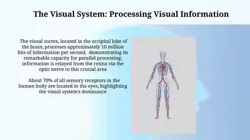 Anatomy of the human senses 4