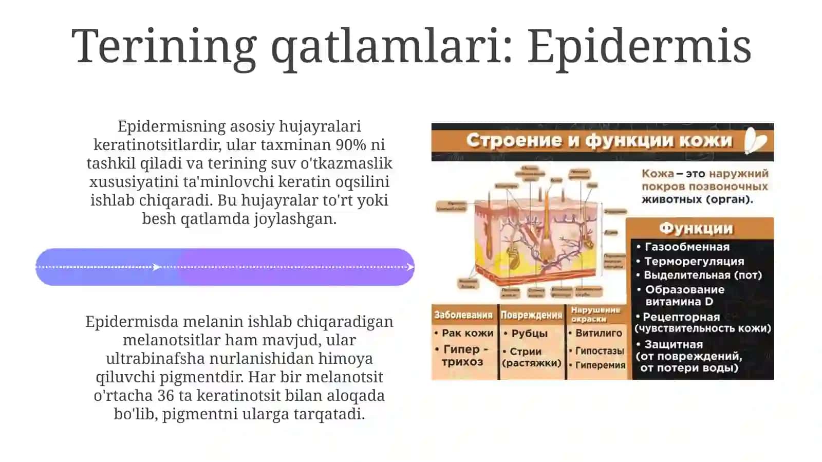 Teri tuzilishi va vazifalari 4