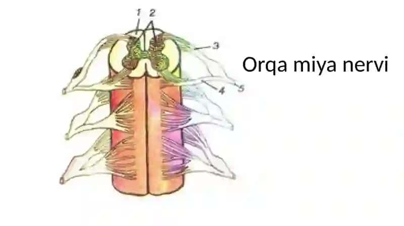 Orqa miya nervlari 4