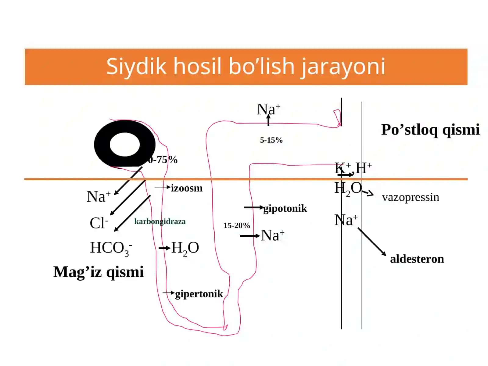 Siydik Xаydovchi Moddаlаr (Diuretiklar) 4