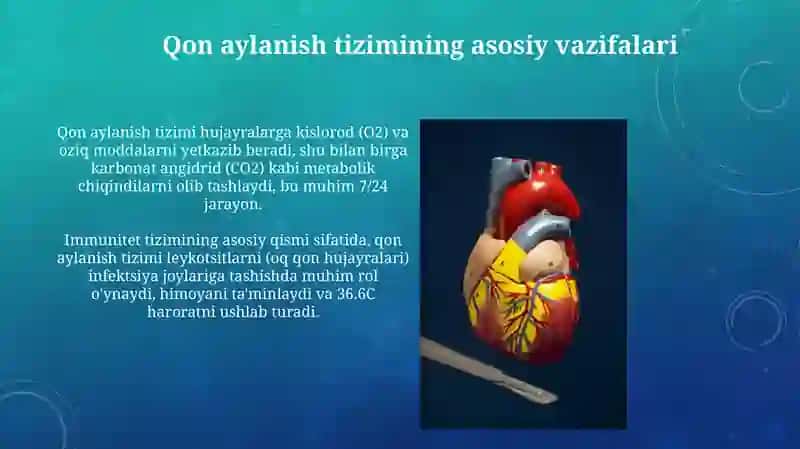 Yurakning qon tizimidagi o'rni 4