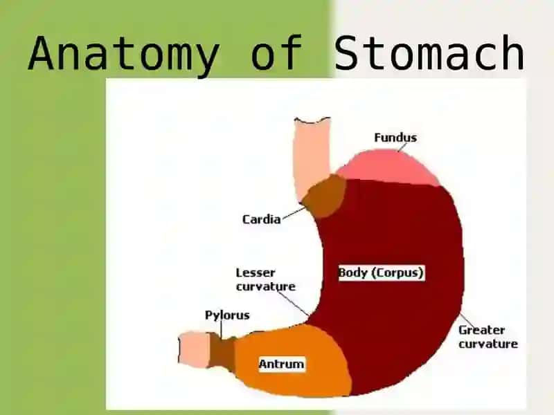 The movements of the stomach 4