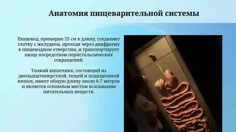 СистемаПищеварения 4