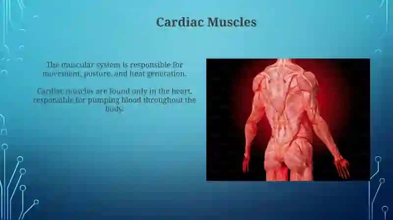 Muscular system of a human being 4