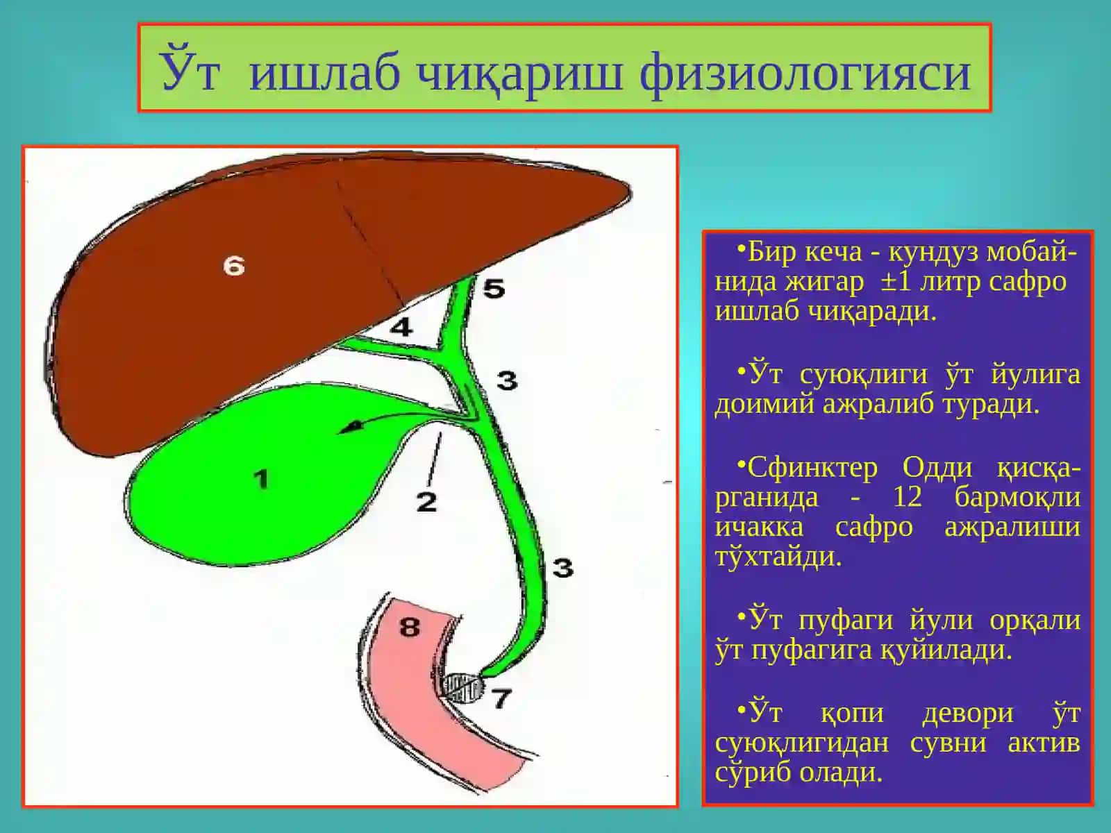 Ўт тош касаллиги.Холециститлар, диагностикаси ва даволаш 4