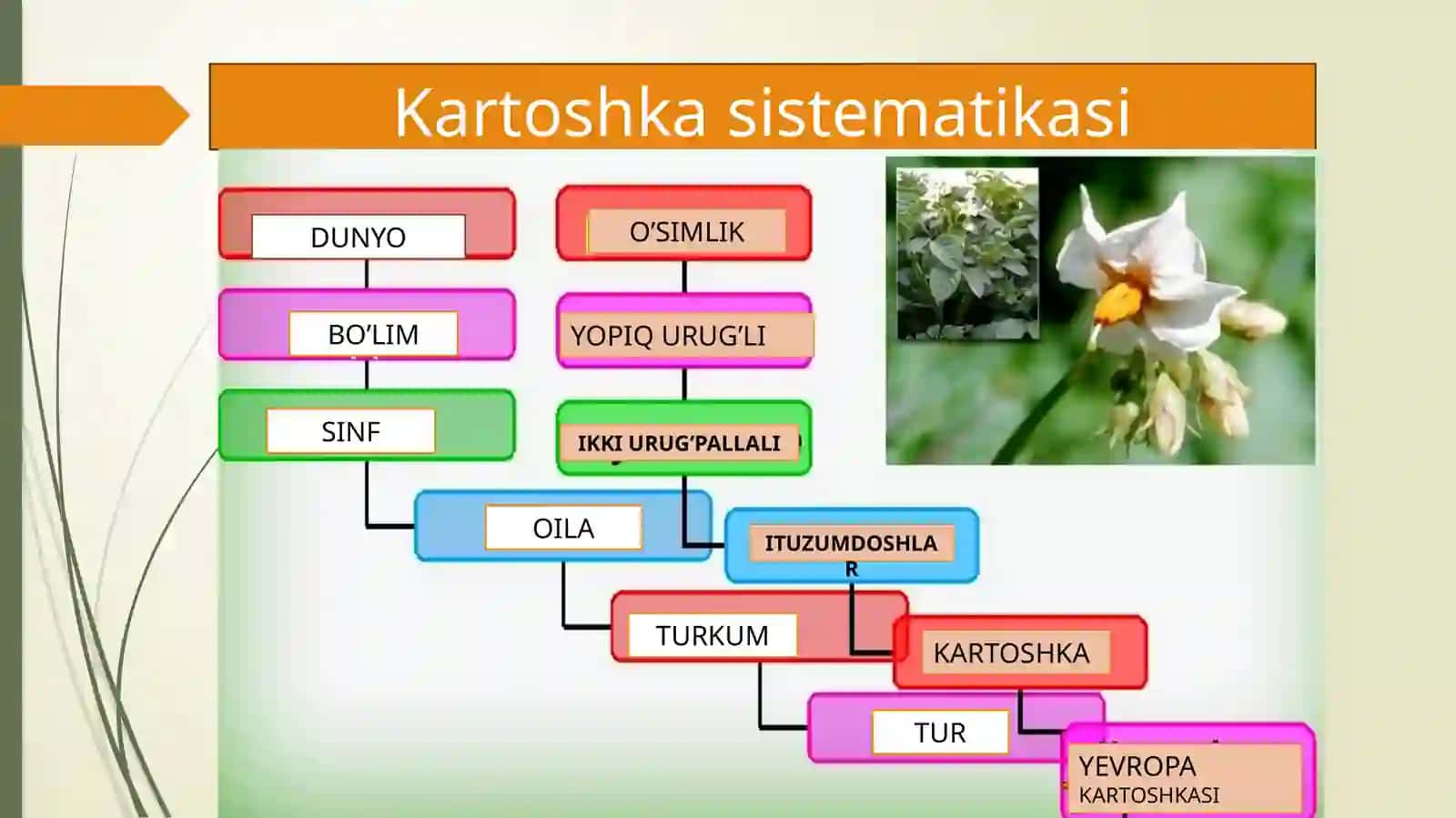 Tirik organizmalar klassifikatsiyasi 4