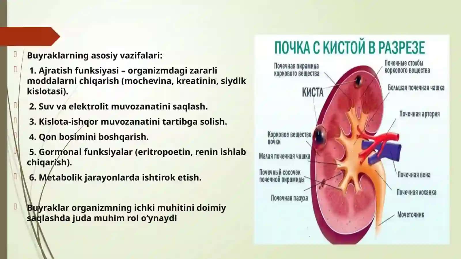 Fiziologiyadan tematik mustaqil ish 4