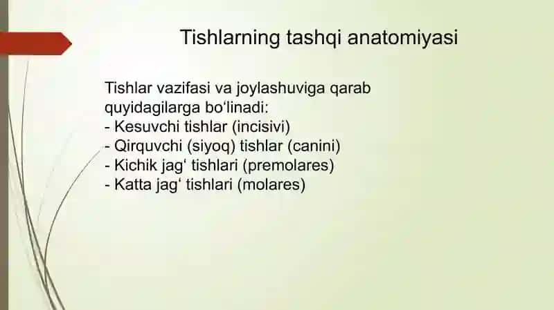 tishlar anatomiyasi va gistalogiyasi 4