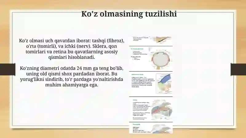 Ko'ruv a'zosi 4