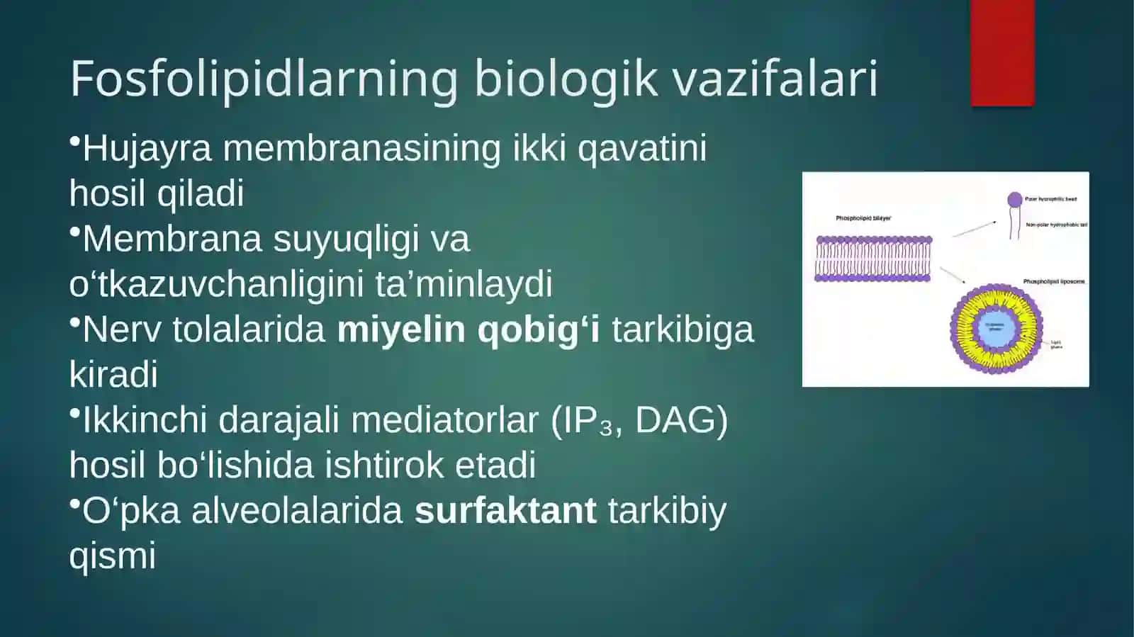 Fosfolipidlar almashinuvi buzulishi 4