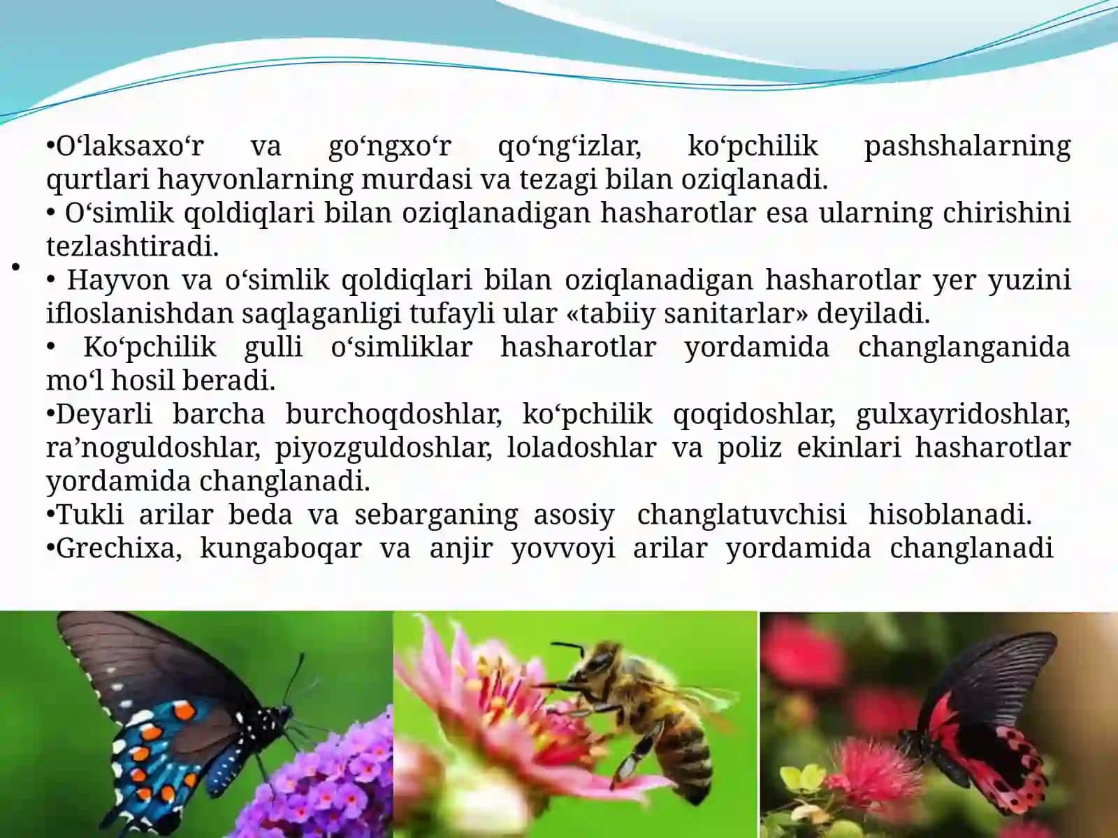 Hasharotlarning kelib chiqishi va ahamiyati 4