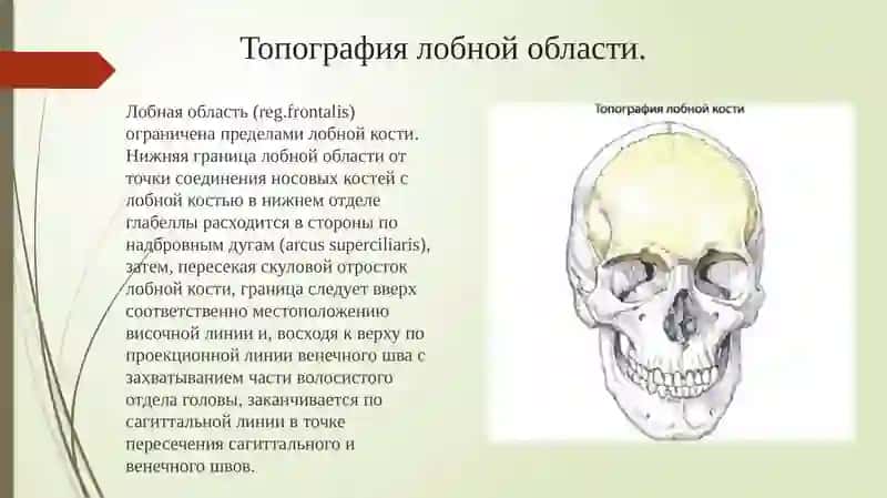 Топографическая анатомия головы 4