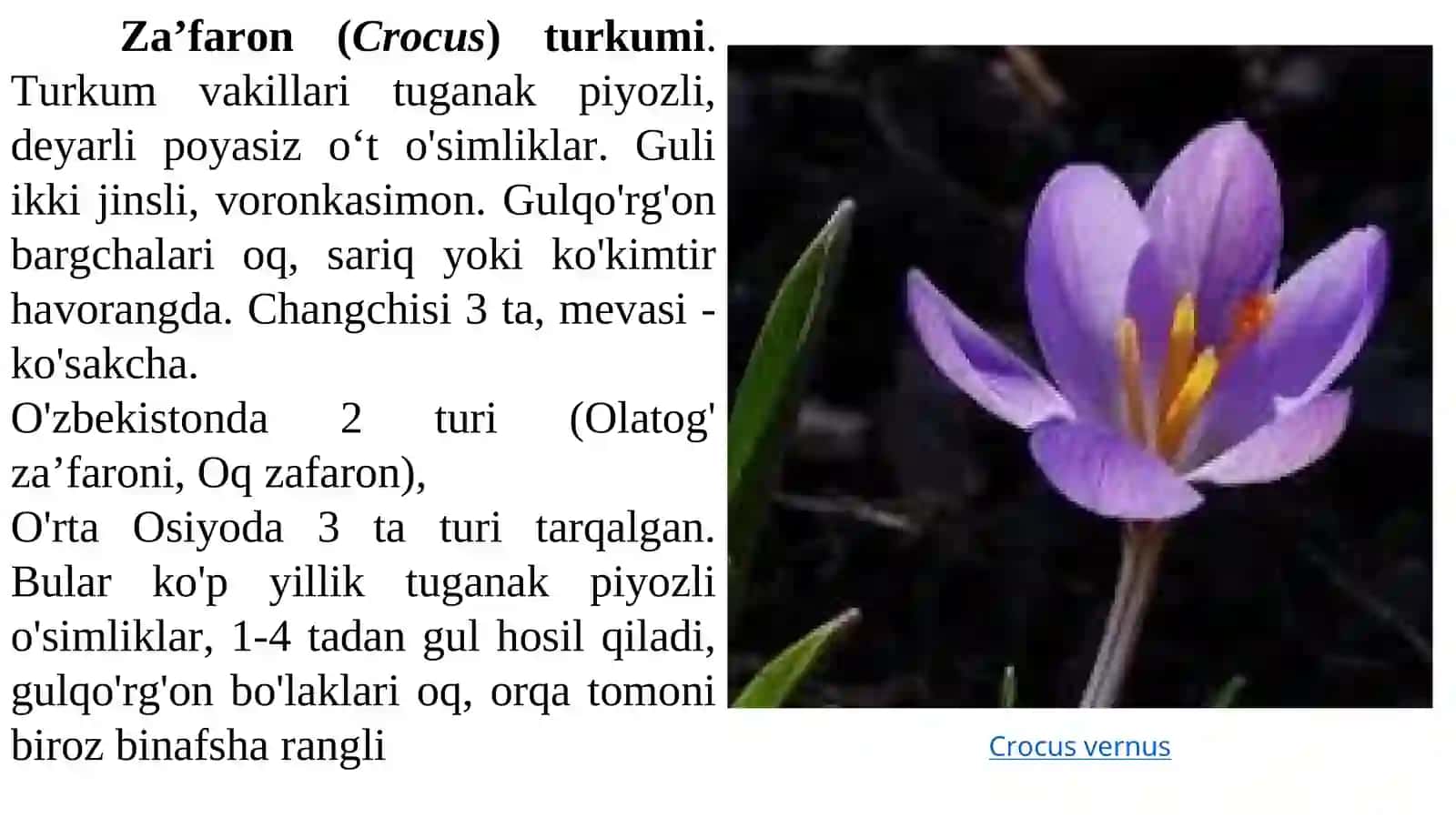 Gulsafsardoshlar 4