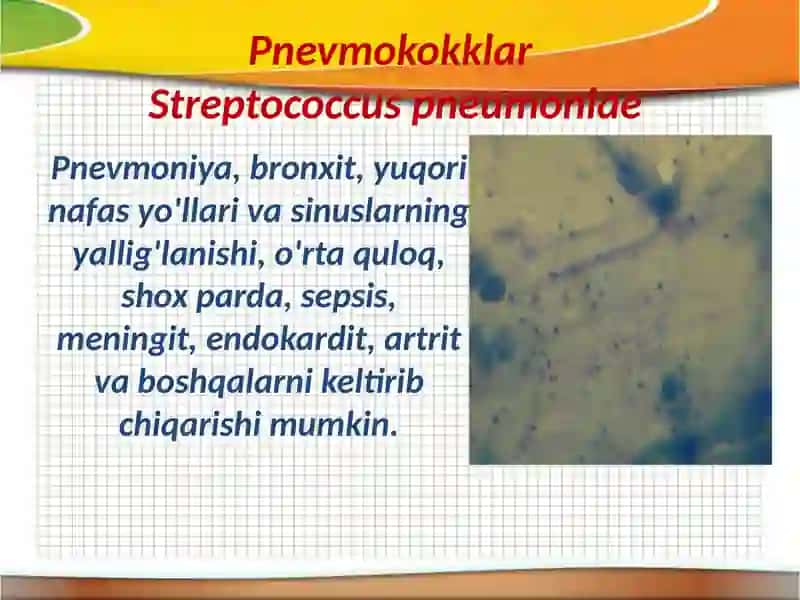 Anaerob infeksiyalar 4