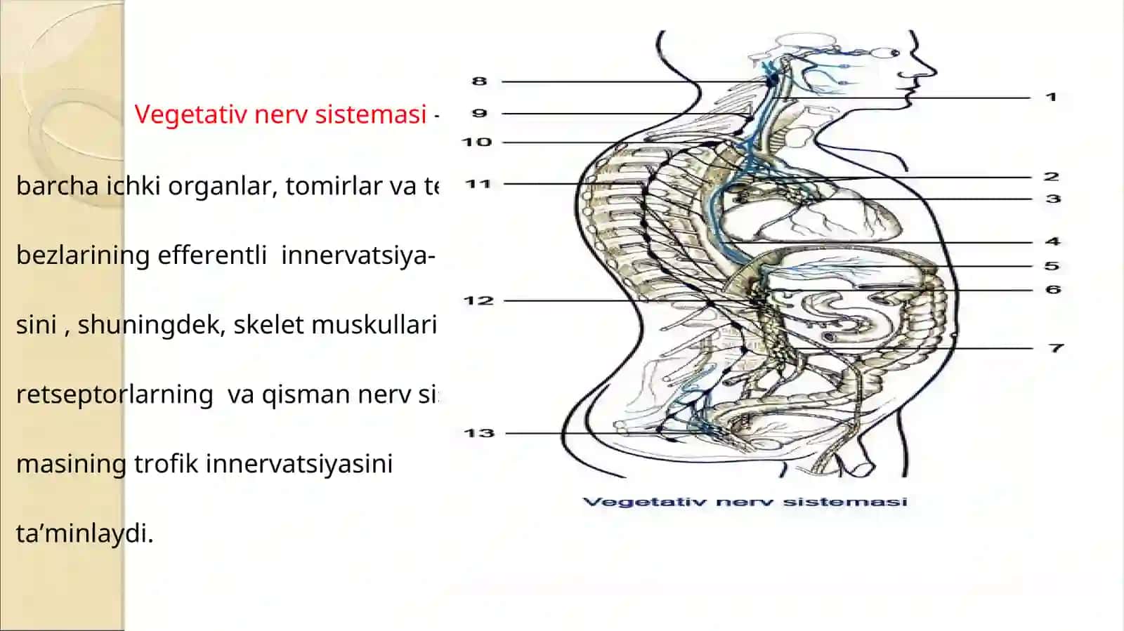 Vegetativ nerv sistemasi faoliyatini o’rganish 4