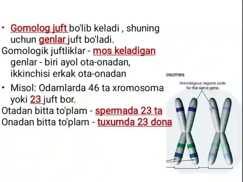 Odam genetikasi 4