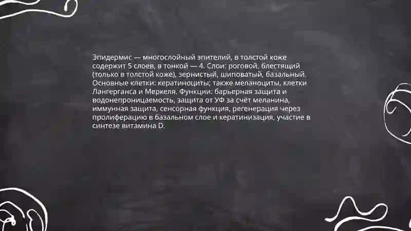 Строение и состав кожи 4