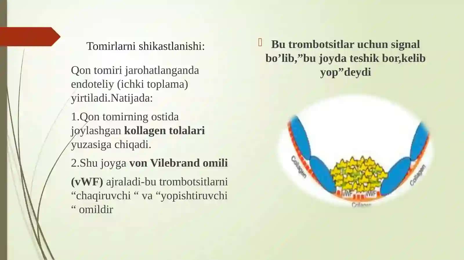 Trombotsitlarning gemostazdagi rolivatromb hosil bo‘lish jarayoni 4