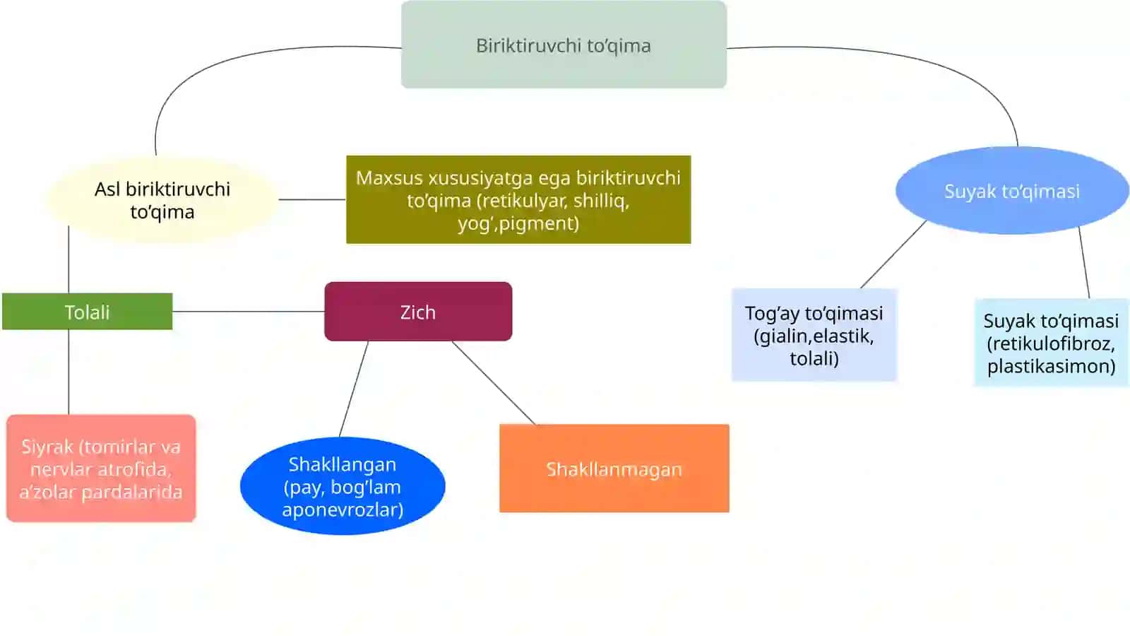 Asl biriktiruvchi toʻqima 4