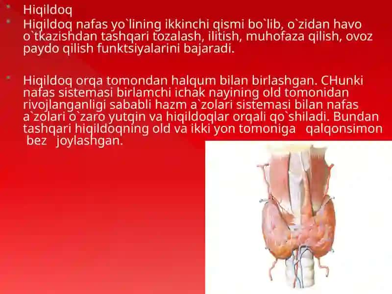Nafas olish tizimasi 4