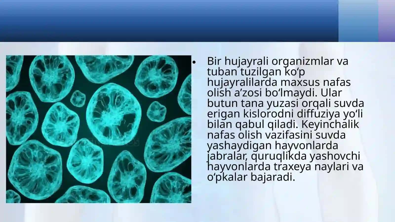 Nafaslash organlarining evolutsiyasi 4