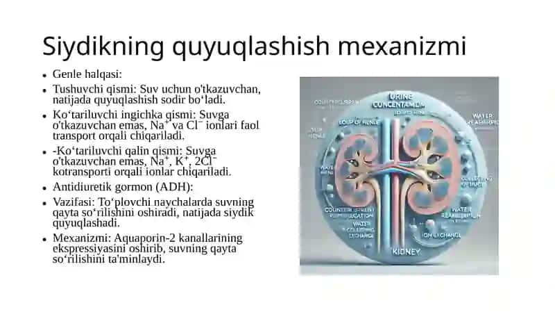 BUYRAK FIZIOLOGIYASI 4