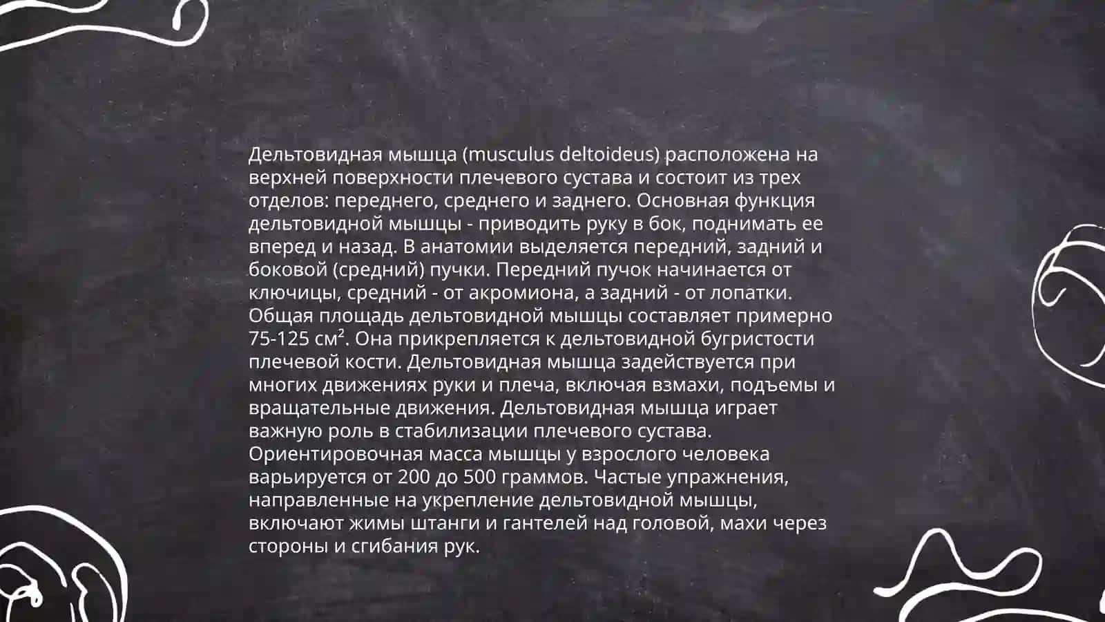 Грудные мышцы 4