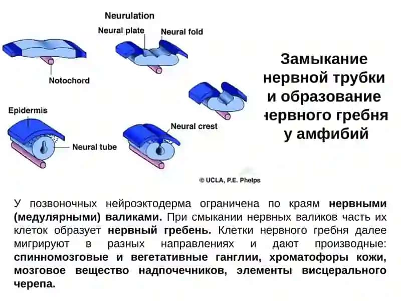 Нейруляция ланцетника 4
