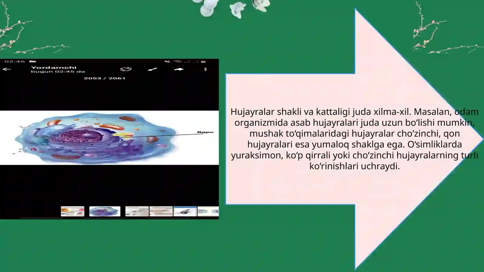 Hujayra shakllari va evolyutsiyasi.Hujayra nazaryasi 4